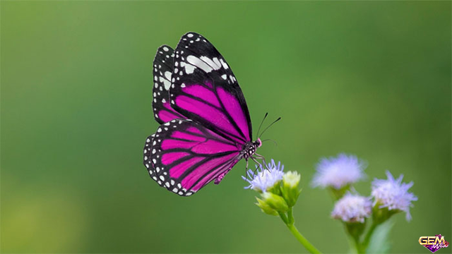 Nằm mơ thấy con bướm liên quan đến những con số may mắn nào?