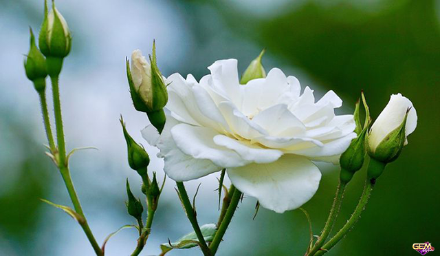 Ngủ mơ thấy hoa hồng trắng