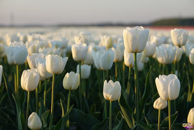Mơ thấy cánh đồng hoa tulip