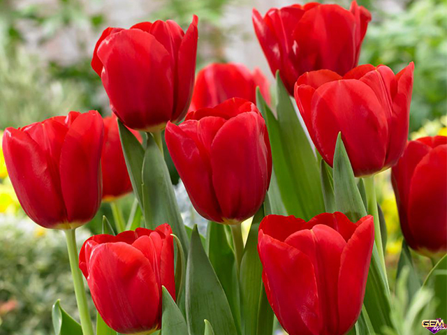 Ngủ mơ thấy hoa tulip màu đỏ