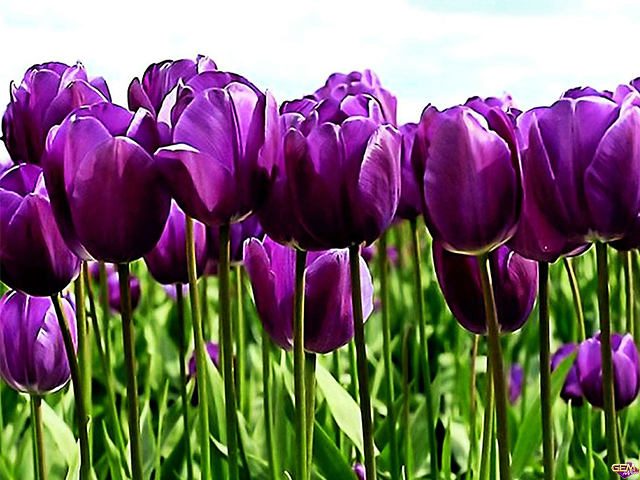 Mơ thấy hoa tulip nở