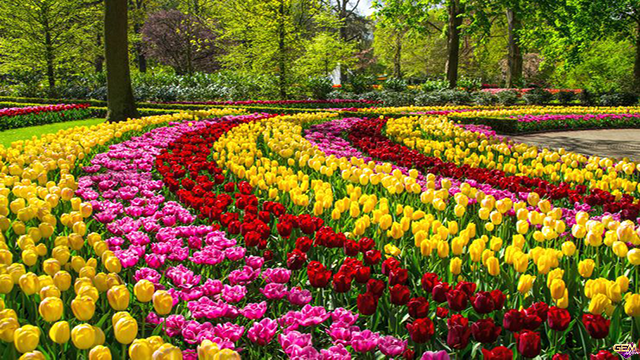 Ngủ mơ thấy hoa tulip đánh con số lô gì? Ý nghĩa mơ thấy hoa tulip tại Taigem12