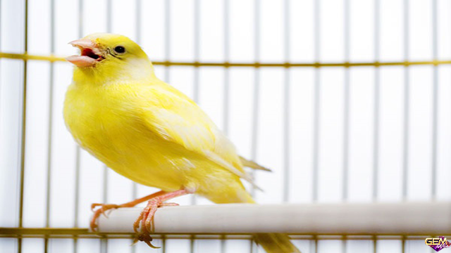 Mơ thấy chim màu vàng đánh con số lô gì? Ý nghĩa mơ thấy chim màu vàng tại Taigem12