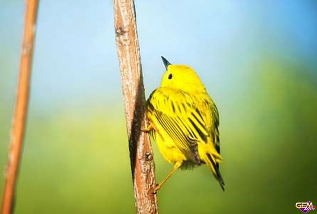 Mơ thấy chim màu vàng đánh con số lô gì?