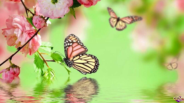 Nằm mơ thấy con bướm nhiều màu