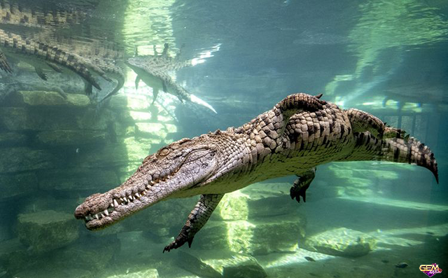 Mơ thấy cá sấu bơi dưới nước