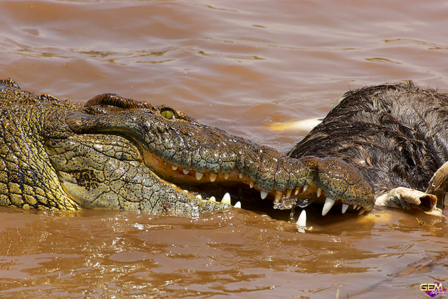 Mộng thấy cá sấu tấn công