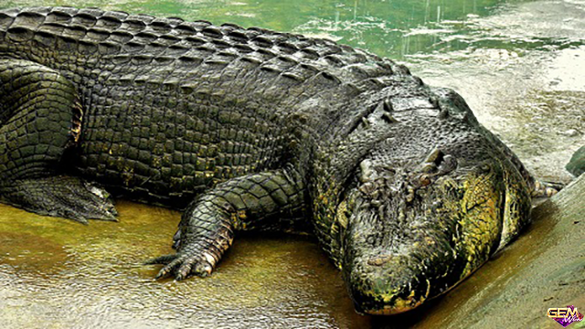 Nằm mơ thấy cá sấu đánh con số lô gì? Ý nghĩa mơ thấy cá sấu tại Taigem12