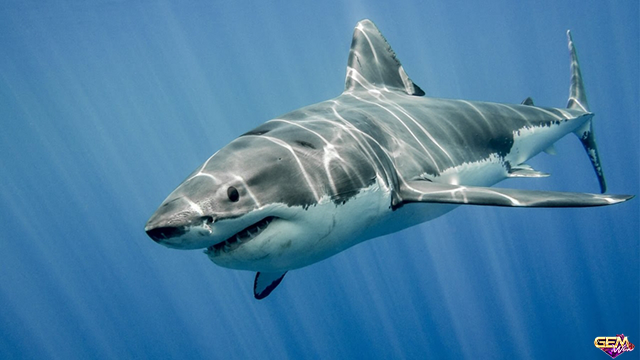 Ngủ mơ thấy cá mập đánh con số lô gì? Ý nghĩa mơ thấy cá mập tại Taigem12