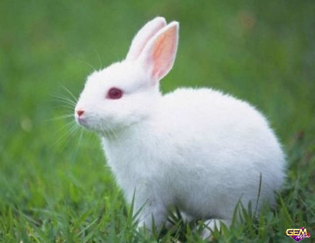 Mơ thấy con thỏ trắng
