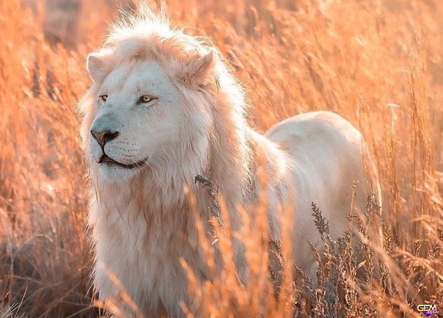 Mơ thấy sư tử trắng
